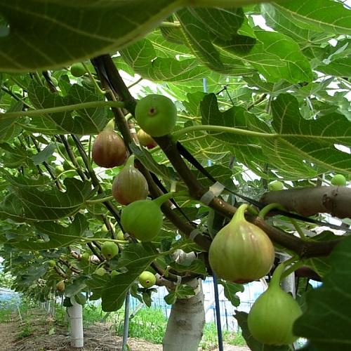 阳台种火龙果一棵结999个,原来用这个诀窍种!