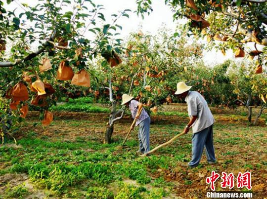 隰县玉露香被誉为“中国第一梨”。隰县县委宣传部供图