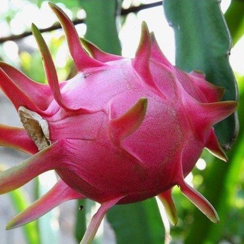 阳台种火龙果一棵结999个,原来用这个诀窍种!