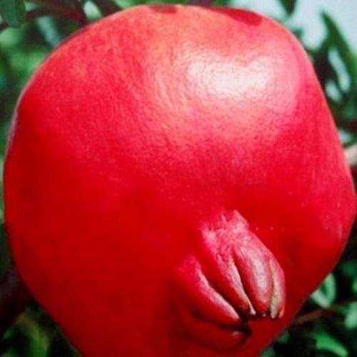 阳台种火龙果一棵结999个,原来用这个诀窍种!