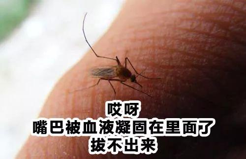 原来蚊子吸血这么复杂?该用什么来躲避蚊子的