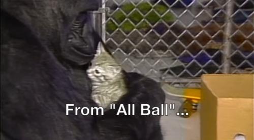 大猩猩“可可”去世享年46岁：懂手语能组合表达，养过猫