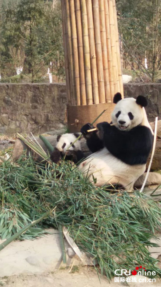 95后熊猫妈妈的另类母爱 都江堰网红大熊猫