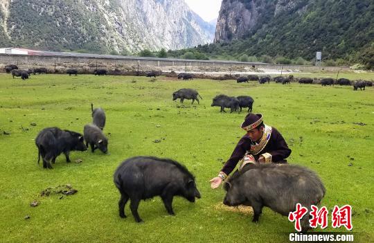 西藏“江南”依托特色产业助农牧民脱贫增收