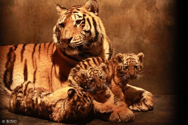 生肖虎六月虎虎生威?一下就能发财?