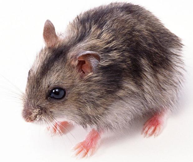 72年的生肖鼠一生运势,你家有吗?