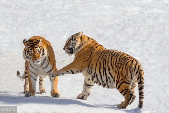 生肖虎六月虎虎生威?一下就能发财?