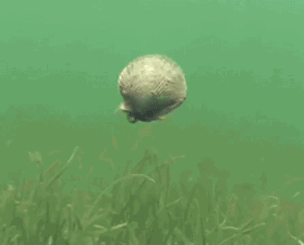 城市套路深,我要回农村,鸡鸭鱼猪,养啥最赚?