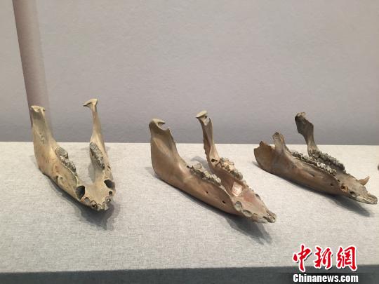 浙江良渚博物院重新开馆 文物比原展扩充近一倍