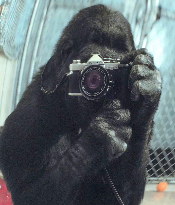 因为会手语而轰动全世界的大猩猩Koko去世了