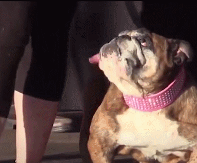 壁纸 动物 狗 狗狗 393_324 gif 动态图 动图