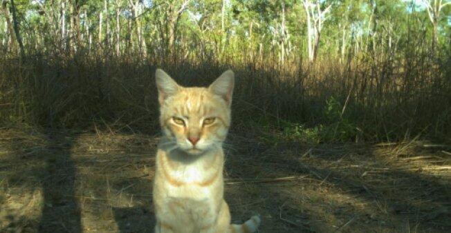 澳大利亚野猫泛滥成灾 捕猎能力太强威胁其他物种生存