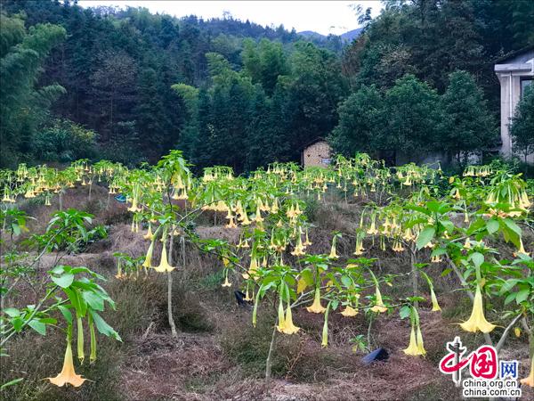 桃江gdp_桃江竹海图片(3)