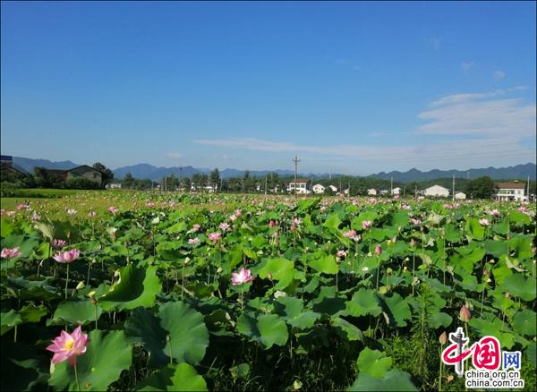 桃江gdp_桃江竹海图片(3)