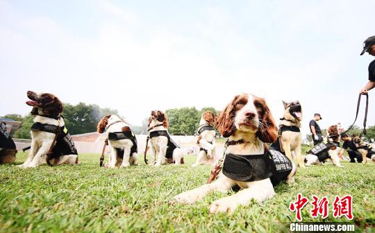 缉毒犬实战演练在南京举行：30只警犬集中亮相“秀绝活”