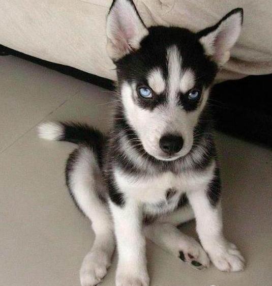 狗界大傻哈士奇,智商排名45?网友:放南极,智商