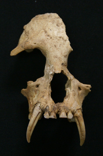 中国古墓中发现已灭绝长臂猿遗骸：竟是秦始皇祖母宠物