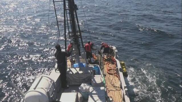禁捕30年种群数量恢复 日本计划重启商业捕鲸