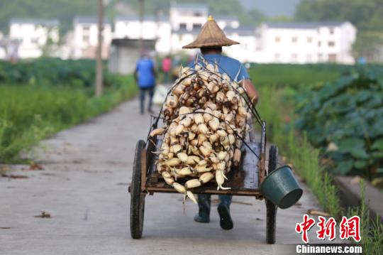 一名藕农将洁白如玉的莲藕运往收购点。　朱柳融 摄