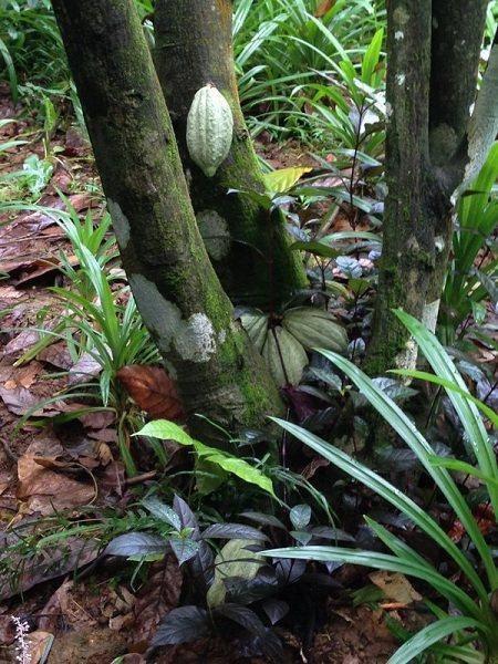 这野草很珍贵,人称"剪刀树",是见血封喉的唯一解药