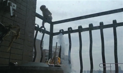 小猕猴爬上沈阳一住宅楼23层阳台，救助人员蹲守四天救下来