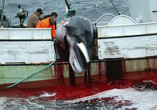 冰岛人到底吃不吃鲸鱼