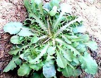 小小痔疮导致男子晕倒3次,早晚用它来帮忙,赶