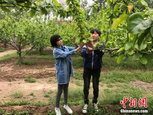 李伟和邢亚坤在梨园查看梨树挂果情况