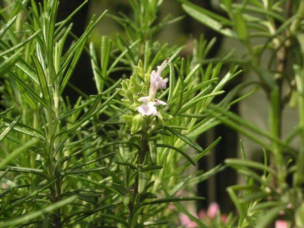 脸上螨虫相当于蛀虫,洗脸掌握3招,层层螨虫全