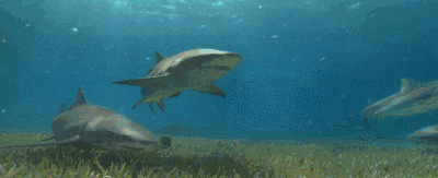壁纸 动物 海底 海底世界 海洋馆 水族馆 鱼 鱼类 400_163 gif 动态图