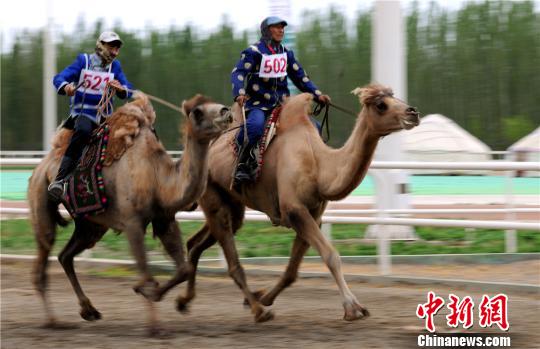 甘肃阿克塞展传统竞技：骆驼赛跑 叼羊 姑娘追