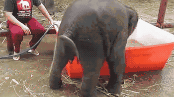 搞笑gif:大爷,你这个下手有点狠