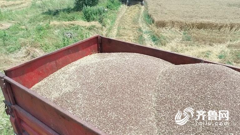 34秒丨产量高,抗病性强!荣成一村子种的400亩