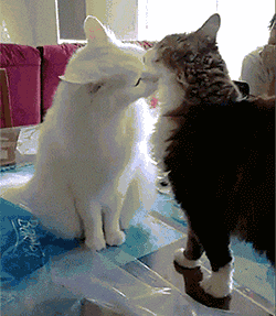 壁纸 动物 狗 狗狗 猫 猫咪 小猫 桌面 250_287 gif 动态图 动图