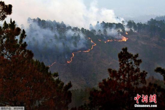 遭焚烧清除 去年全球消失林地面积大小如意大利