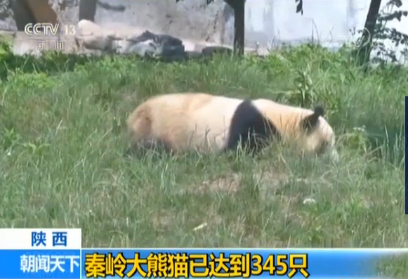 经过60年抢救性保护，秦岭大熊猫数量已达345只