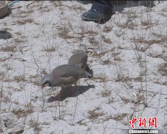 石鸡从笼中出来，走向树林。(斯迪克・米吉提) 王小军 摄