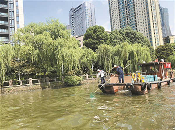杭州运河漂浮大面积死鱼，管理部门：高温缺氧所致