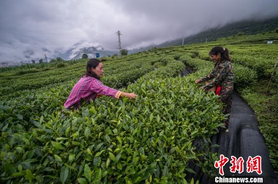 图为身着门巴族服饰的墨脱村村民在茶园采茶。　何蓬磊 摄