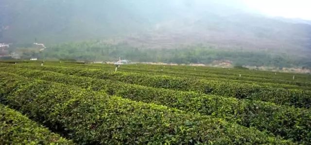 茶+旅游之后,中国到底有多少个茶旅小镇?