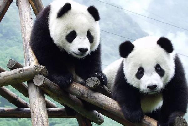 保护野生大熊猫花大钱，值吗？研究：获10倍以上“暴利”