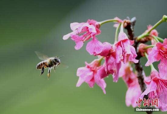 美国蜜蜂种群持续萎缩 研究：气候变化或是主因