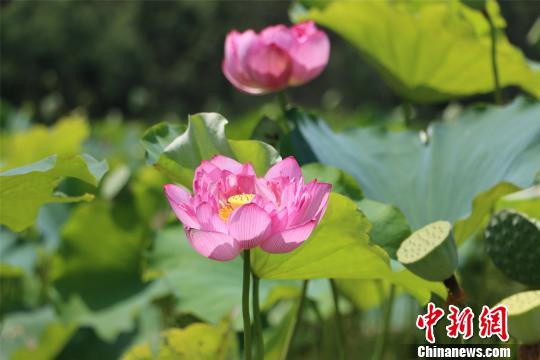 图为藕螺种养示范基地。 林馨 摄 图为藕螺种养示范基地。 林馨 摄