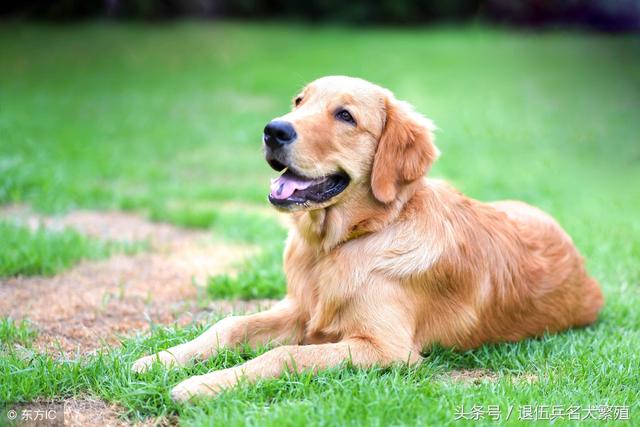 拉布拉多犬和金毛犬的区别 你知道多少?