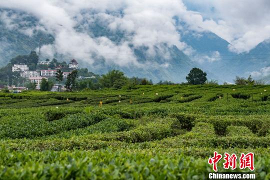 西藏墨脱：绿色茶叶成致富“金叶”