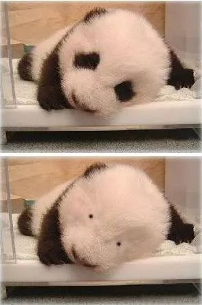 月亮头是,比不上这些熊猫表情来的可爱熊猫表情包发怎么图片