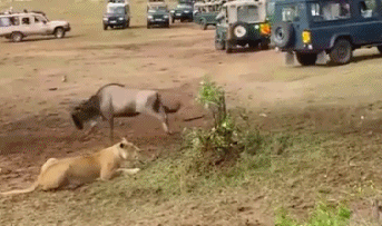搞笑gif趣图:时间是把杀猪刀,美女被折磨成胖妞了!