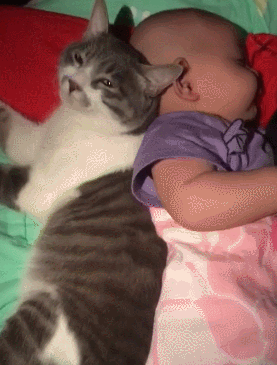 动物 狗 狗狗 猫 猫咪 小猫 桌面 277_365 竖版 竖屏 手机 gif 动态图