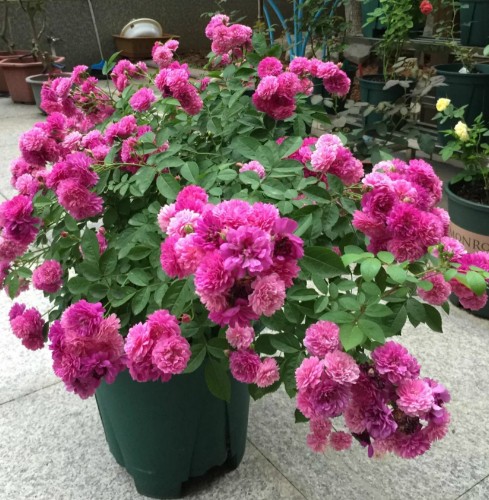 此花漂亮，美如牡丹芍药，全年开花，开到爆盆，浓香怡人，满阳台