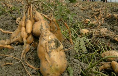 番薯。台湾《中时电子报》记者张朝欣摄 番薯。台湾《中时电子报》记者张朝欣摄